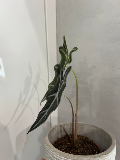 Alocasia nobilis