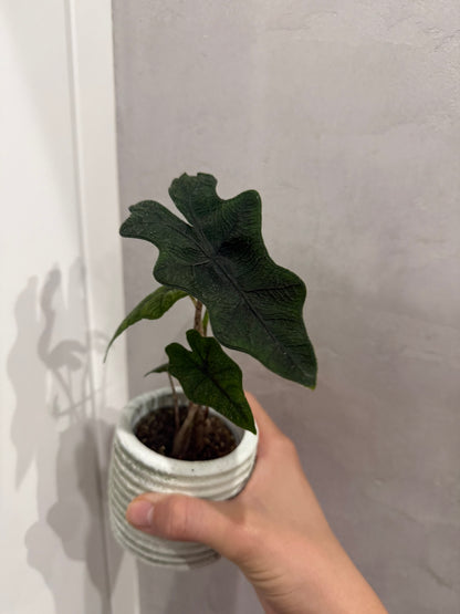 Alocasia jacklyn