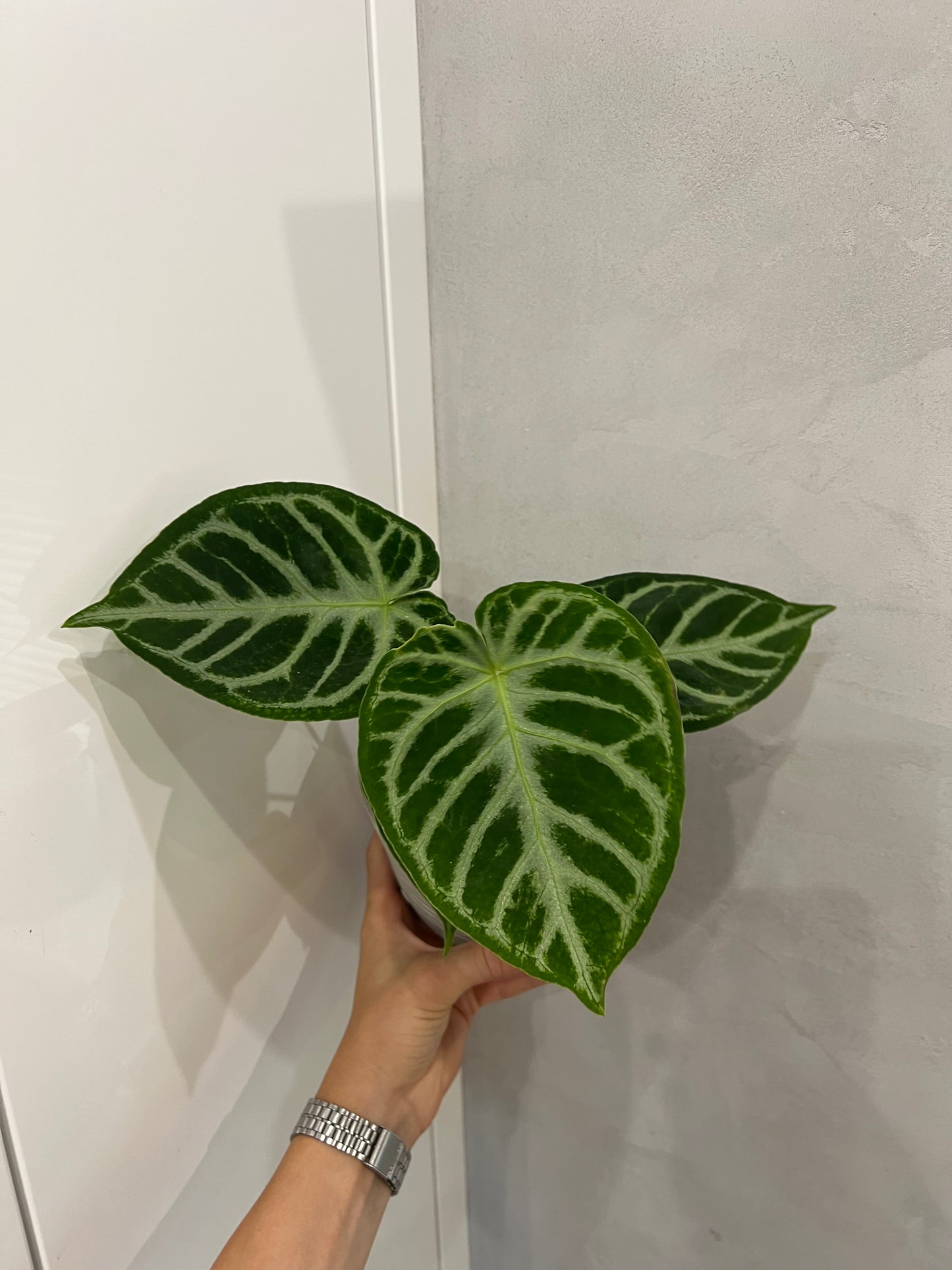 Anthurium silver blush