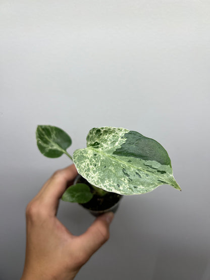 Monstera deliciosa Bulbasaur