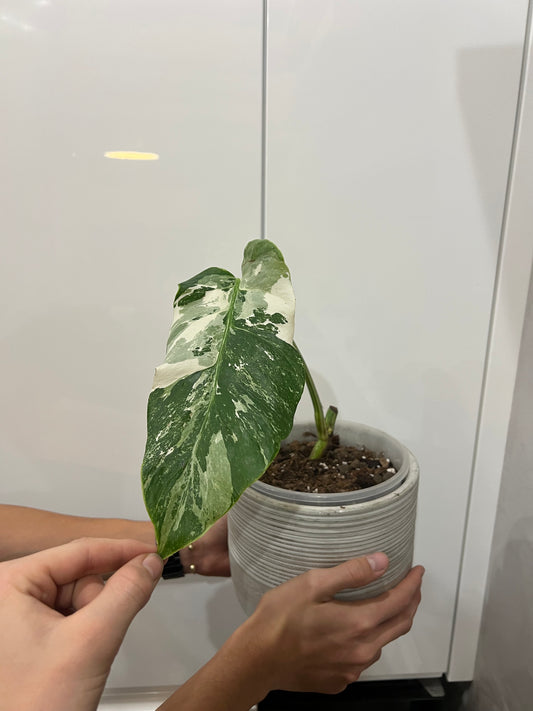 Monstera albo