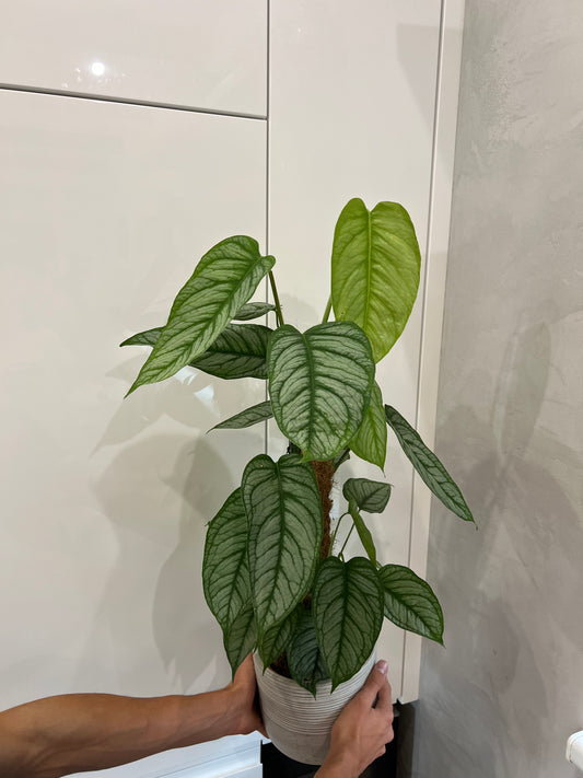 Monstera siltapecana el salvador