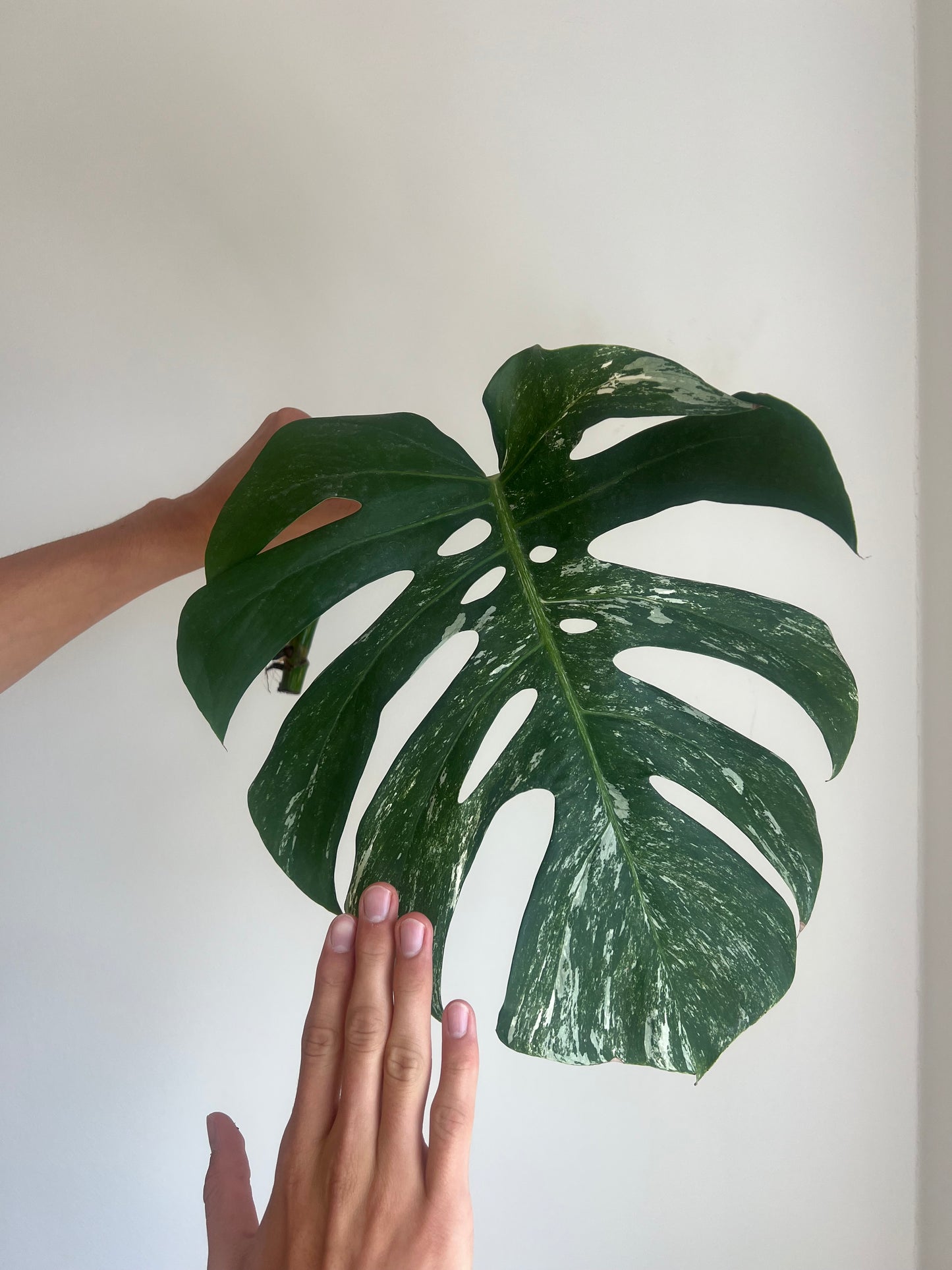 Monstera albo velké řízky