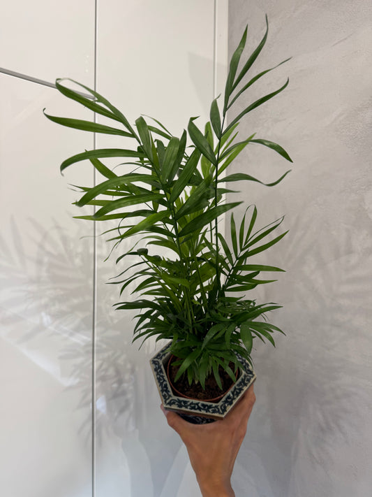 Chamaedorea elegans (55cm)