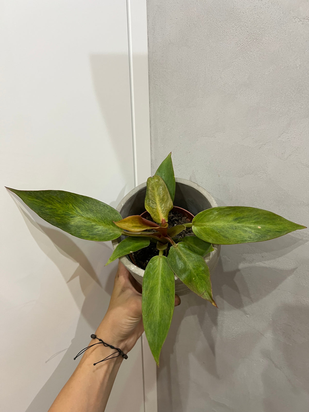 Philodendron orange marmalad