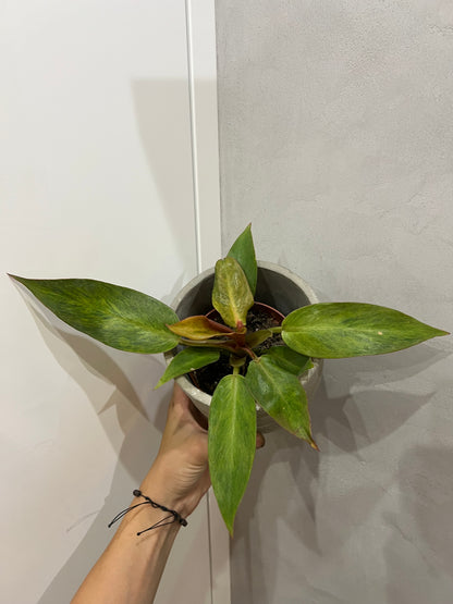 Philodendron orange marmalad