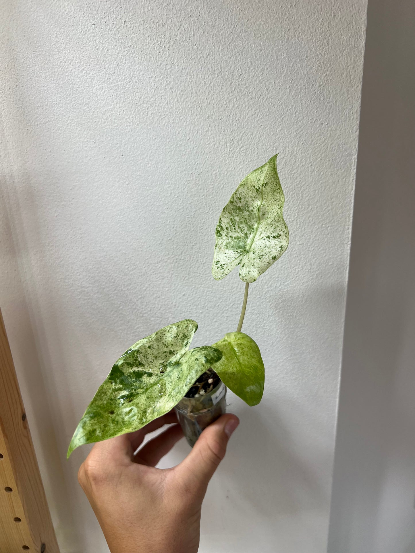 Alocasia Micholitziana variegated