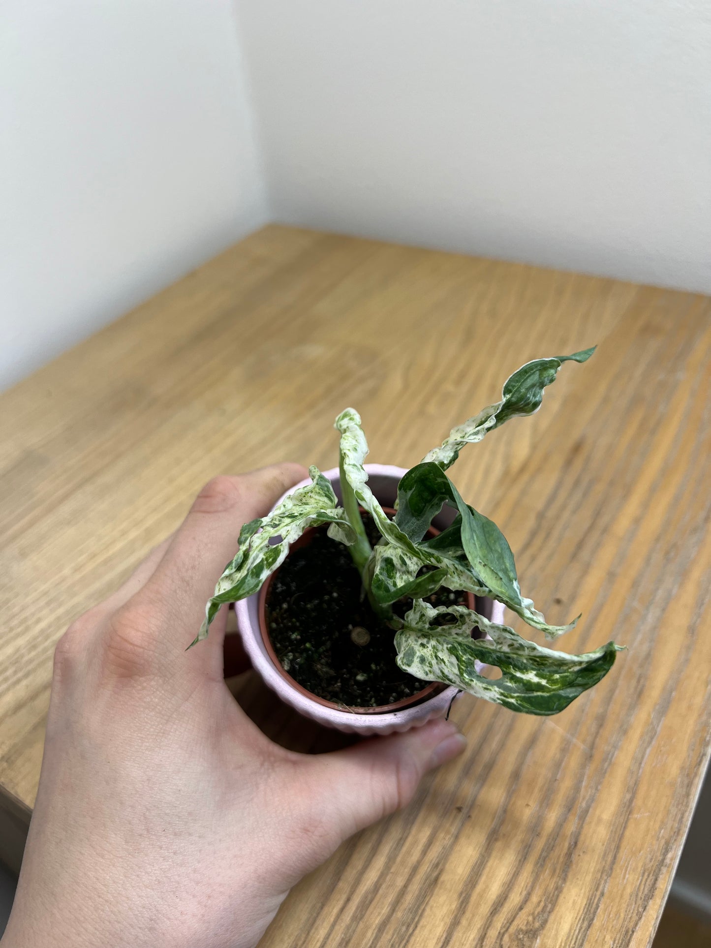 Monstera frozen freckles