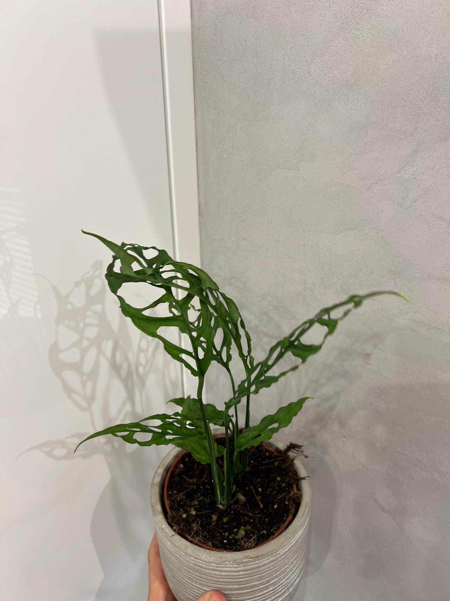 Monstera obliqua