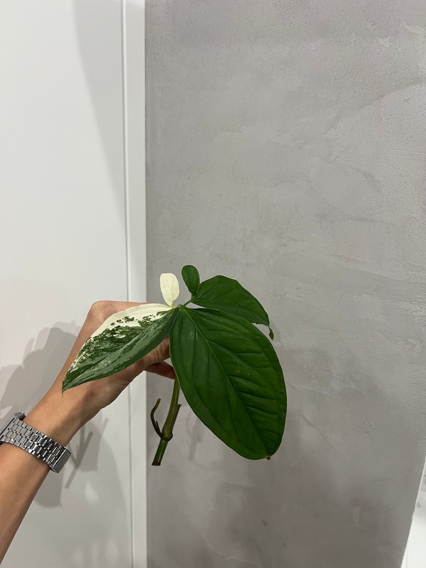 Syngonium albo