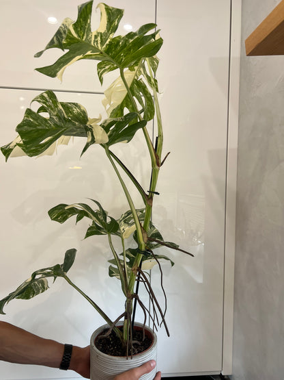 Monstera albo variegated