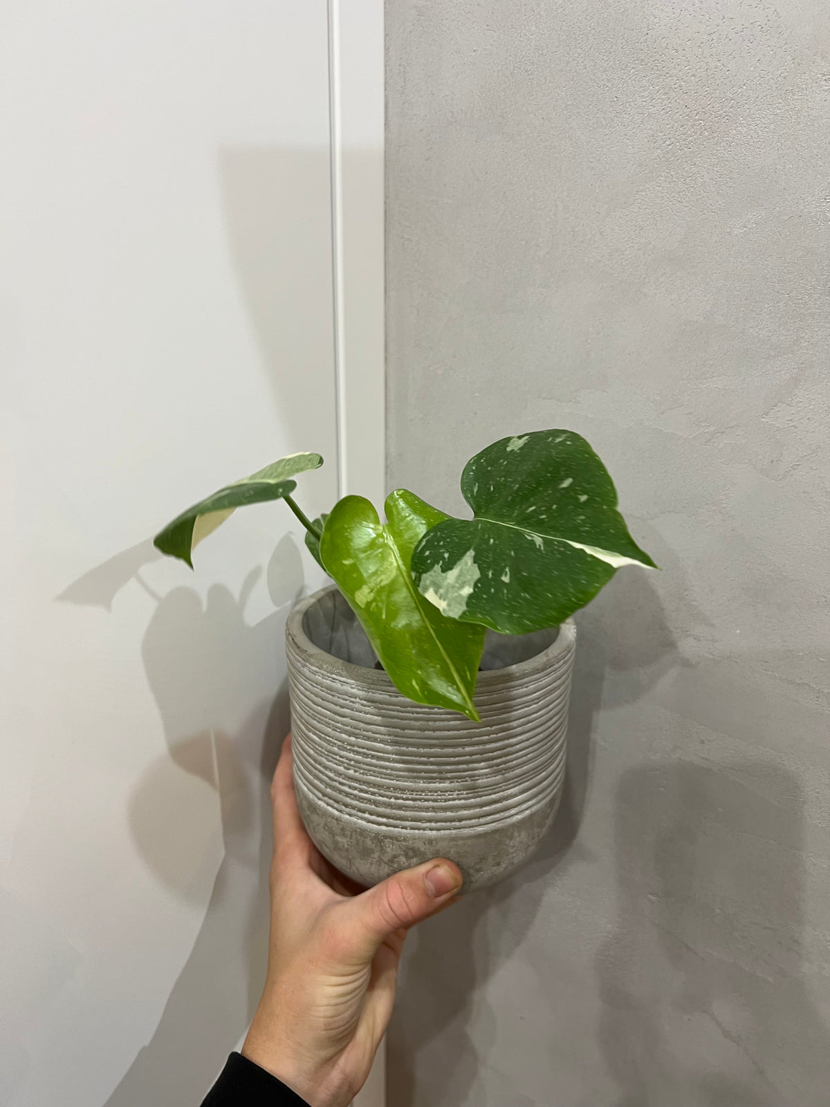 Monstera thai