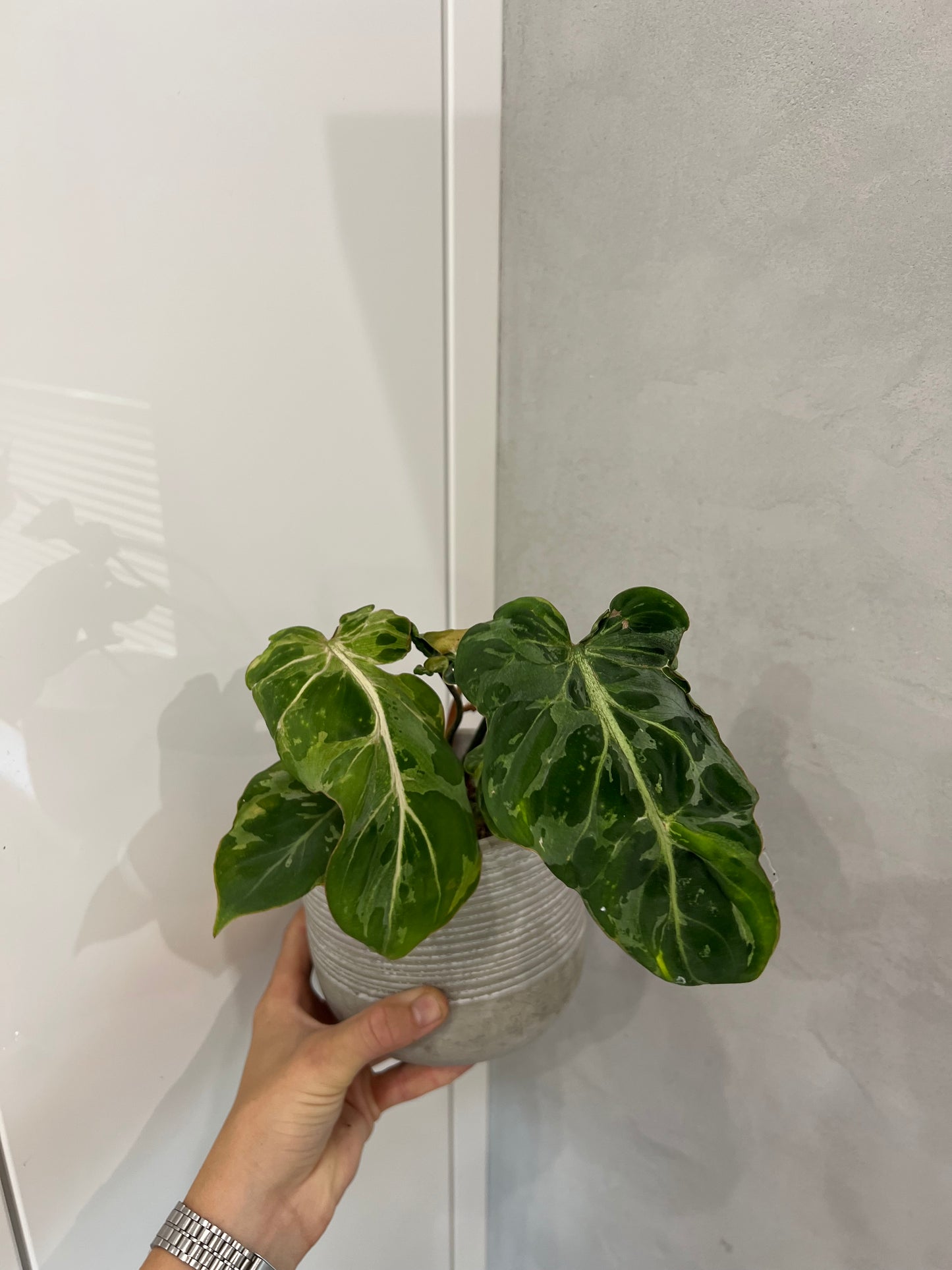 Philodendron gloriosum snow leopard variegated
