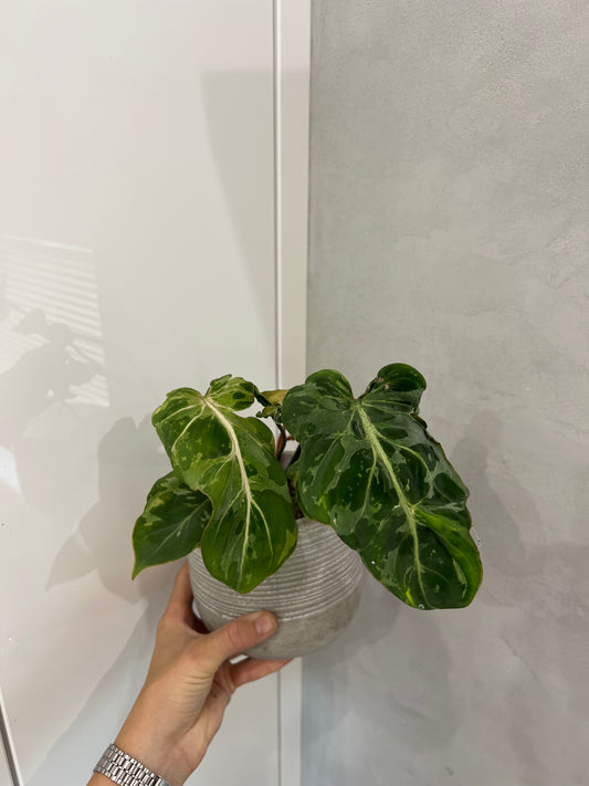 Philodendron gloriosum snow leopard variegated