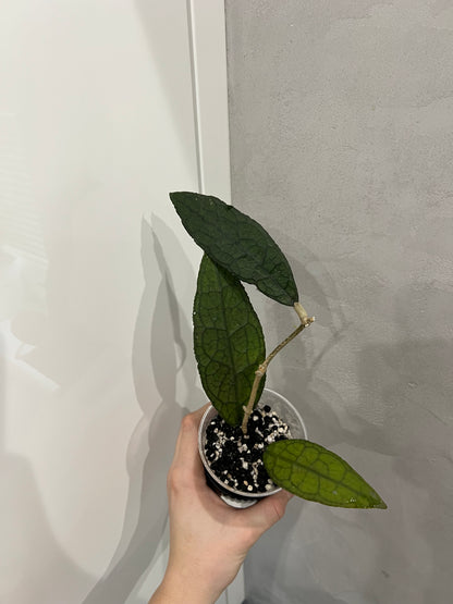 Hoya clemensiorum sumatra