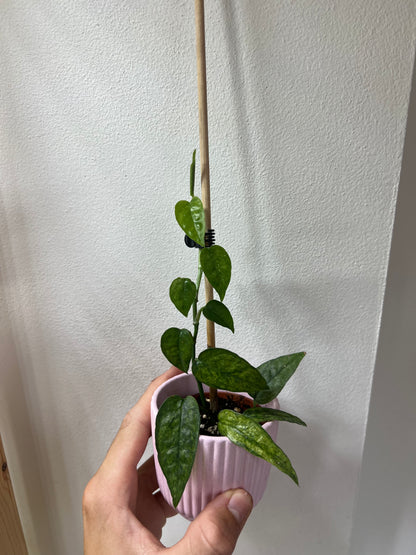 Epipremnum pinnatum mint variegated