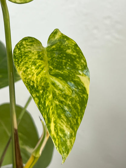 Epipremnum pinnatum cintho goldenfinger