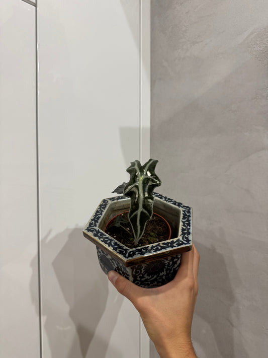 Alocasia nobilis
