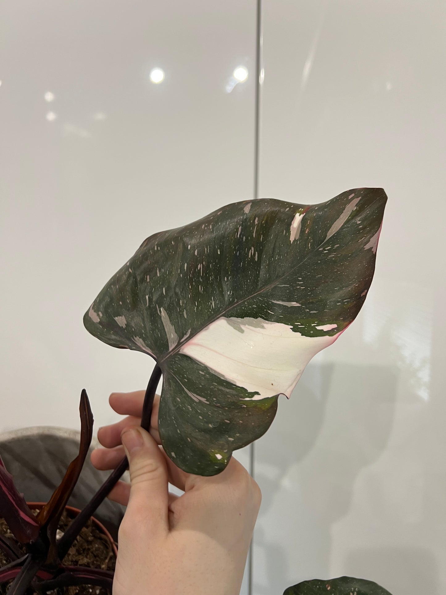 Philodendron red anderson pink