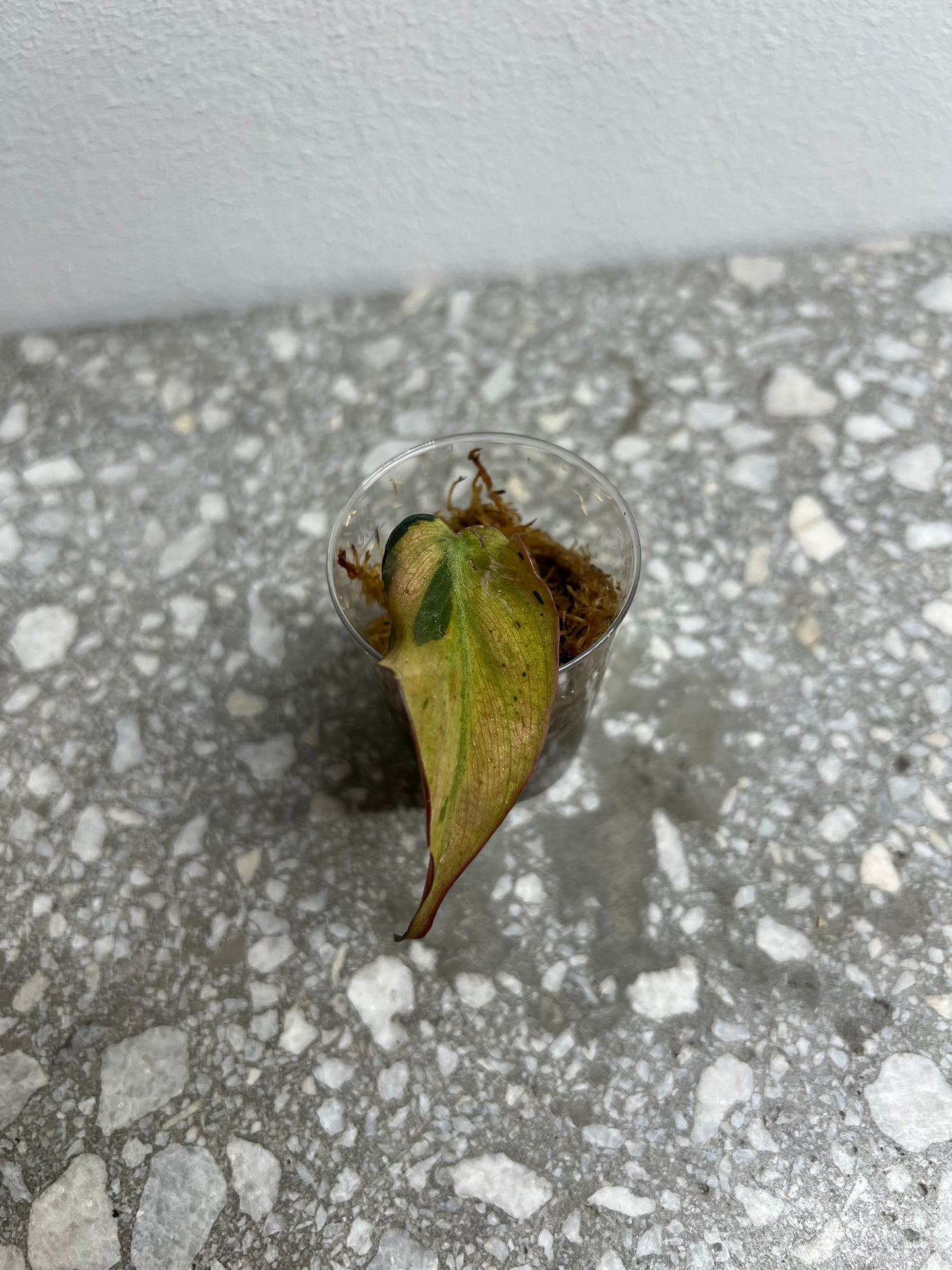 Philodendron micans mint variegated