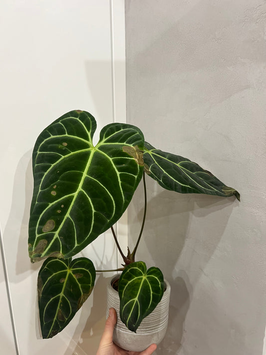Anthurium regal