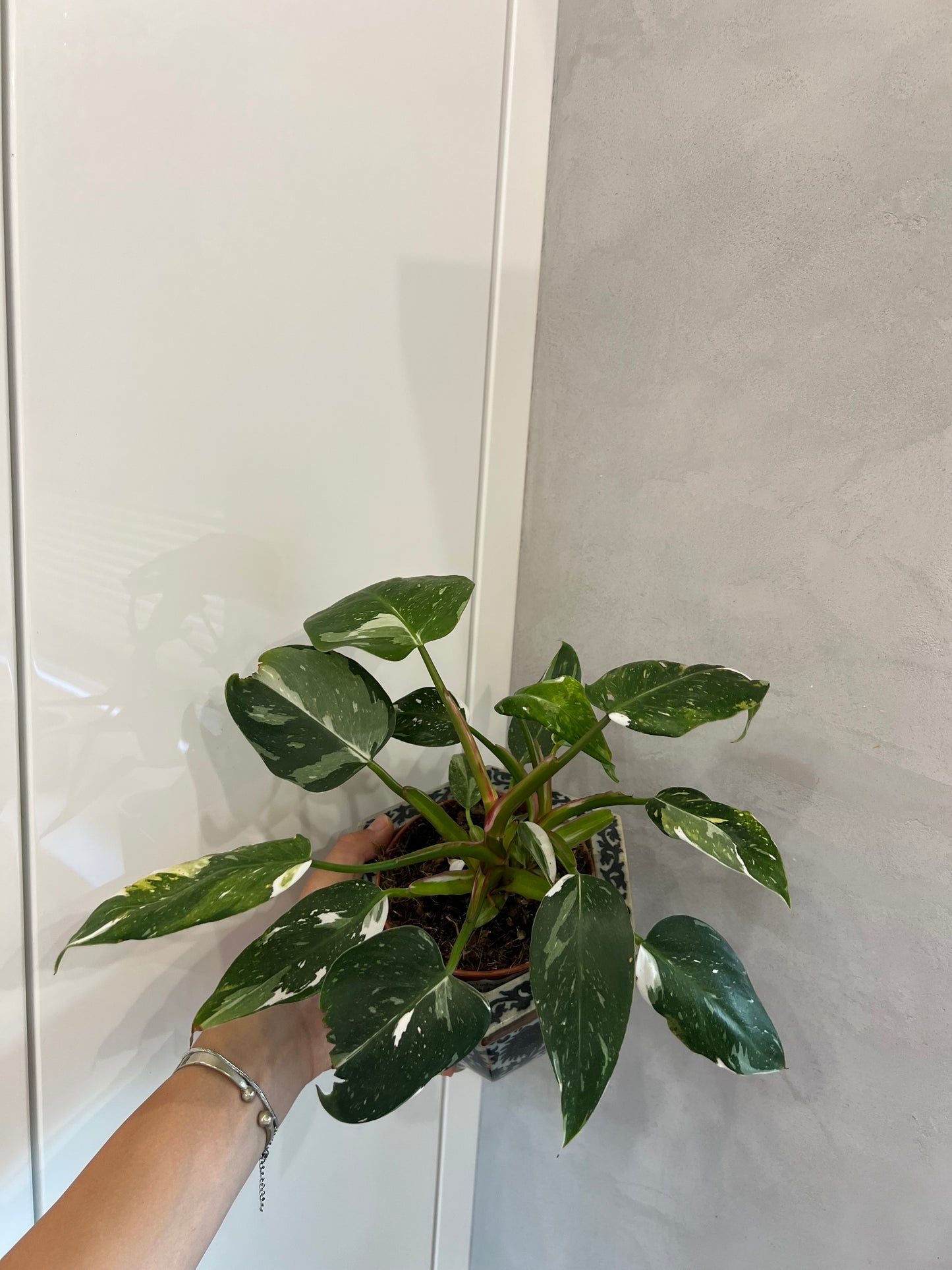 Philodendron white princes