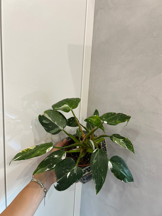 Philodendron white princes