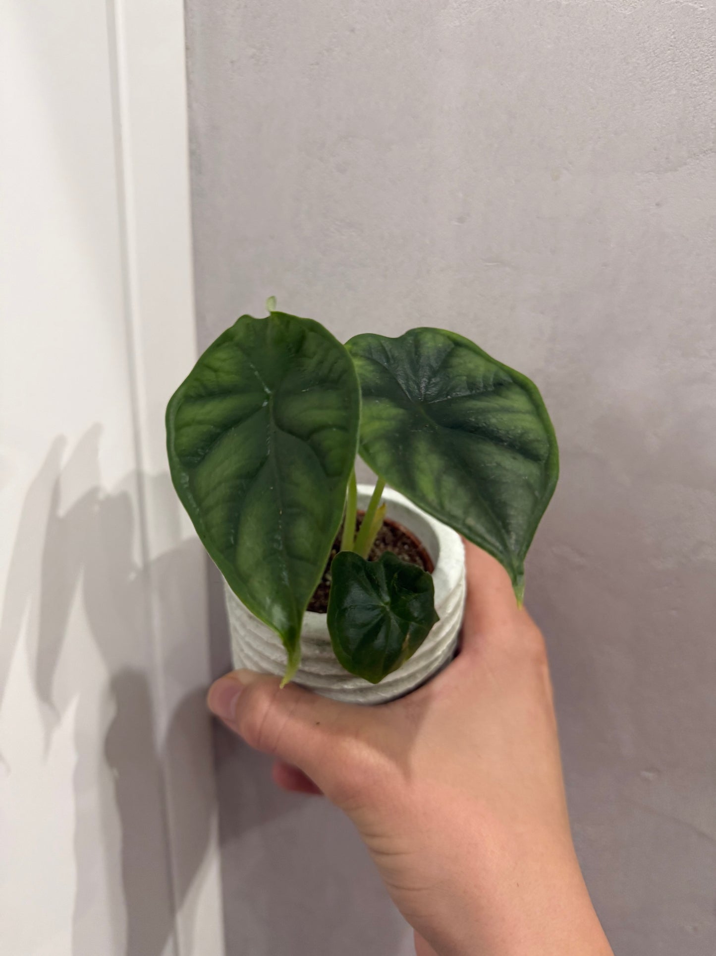 Alocasia Dragon Scale