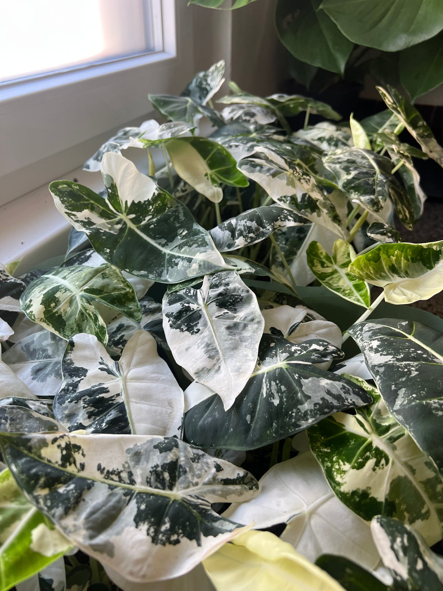 Alocasia frydek variegated