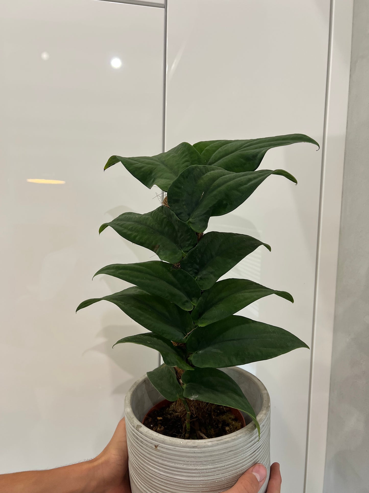 Rhaphidophora korthalsii