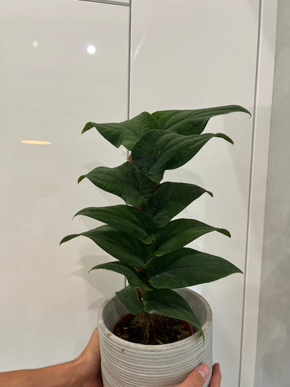 Rhaphidophora korthalsii
