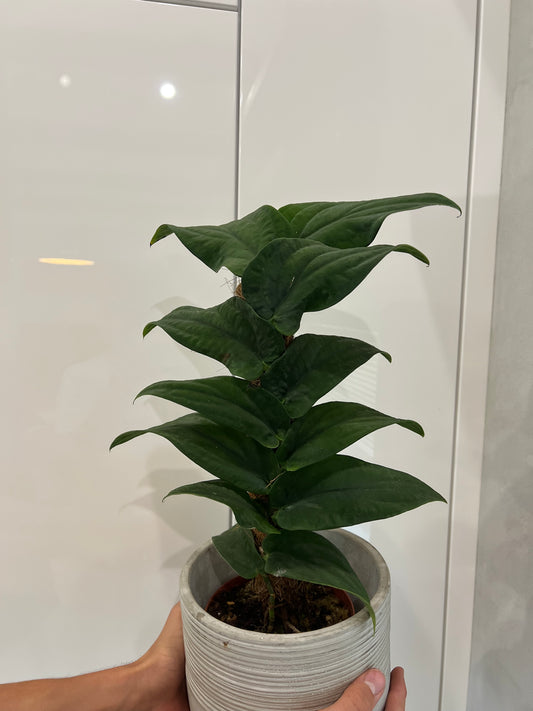 Rhaphidophora korthalsii