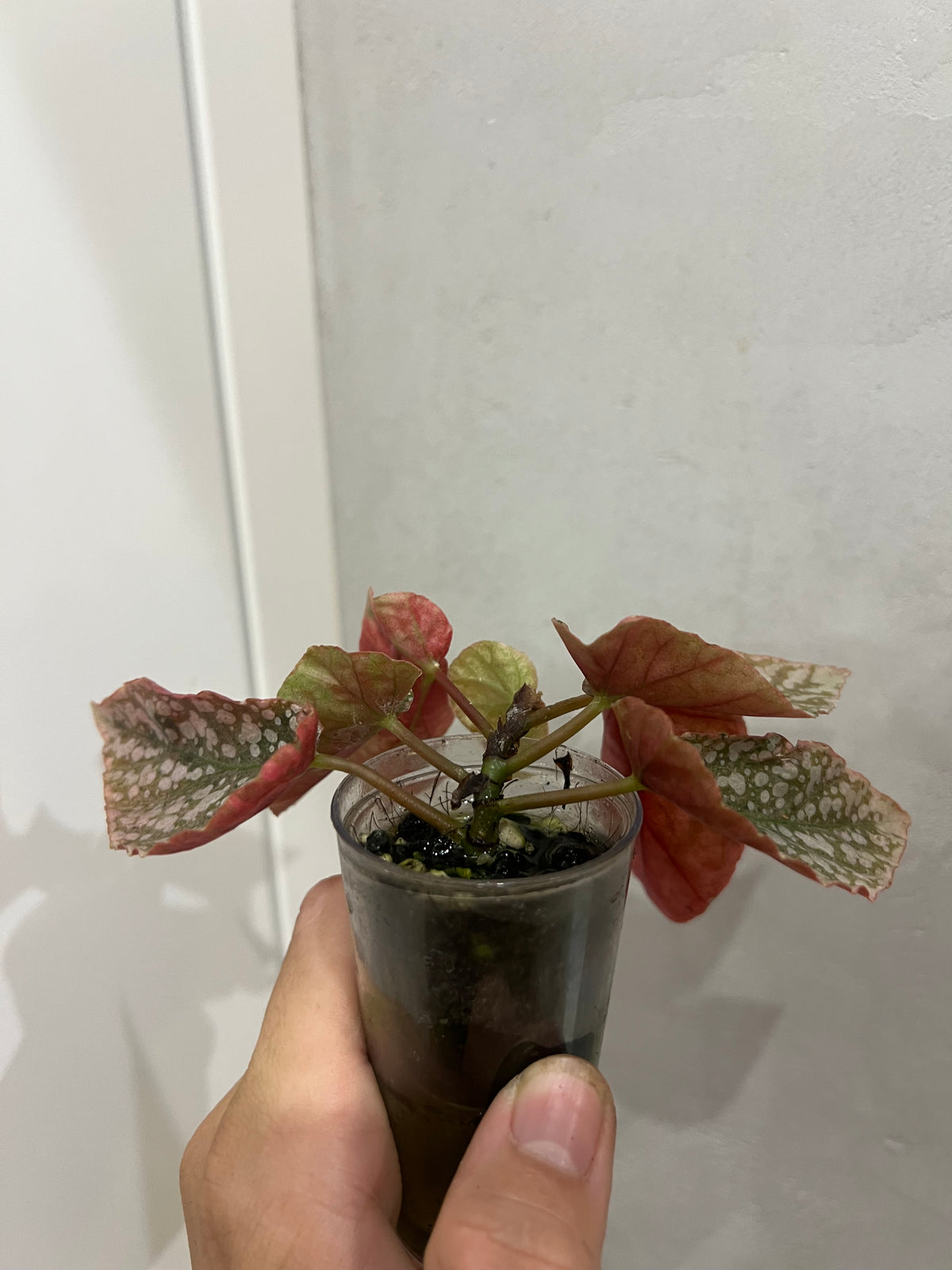 Begonia Snow Capped Pink Variegated