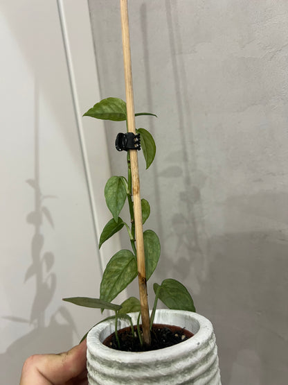 Epipremnum pinnatum yellow mint variegated