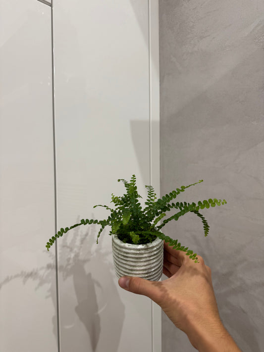 Nephrolepis duffy
