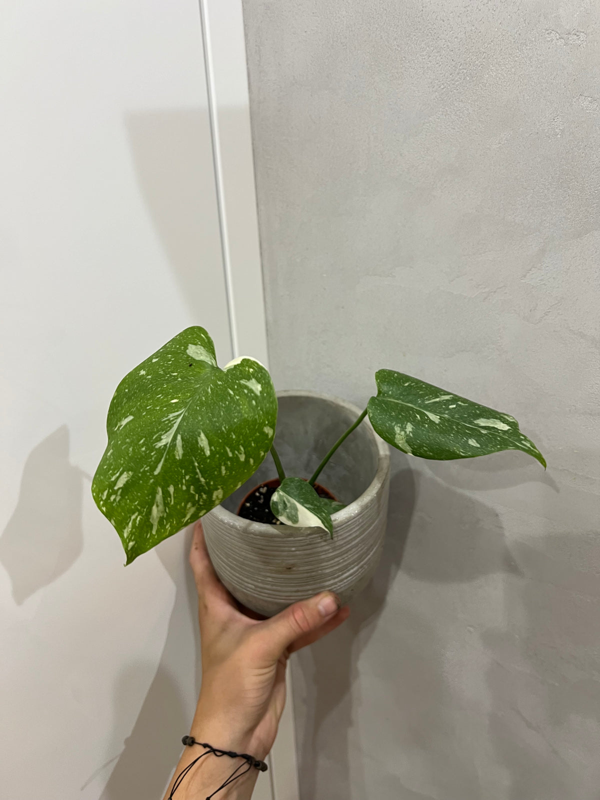 Monstera thai