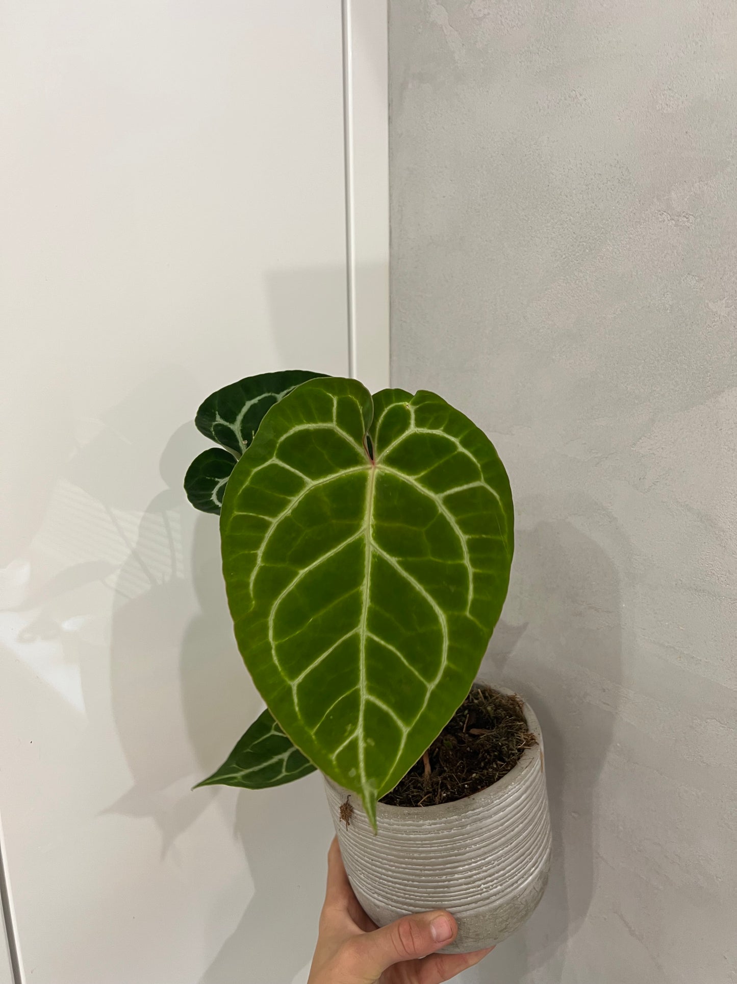 Anthurium crystallinum
