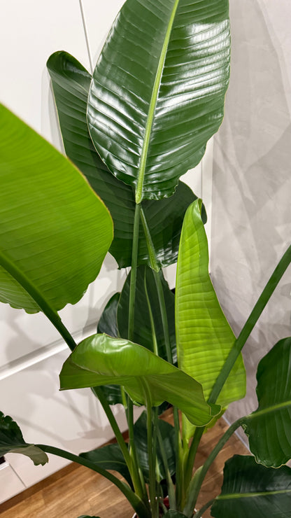 Strelitzia Nikolai (190-200cm) -na dotaz