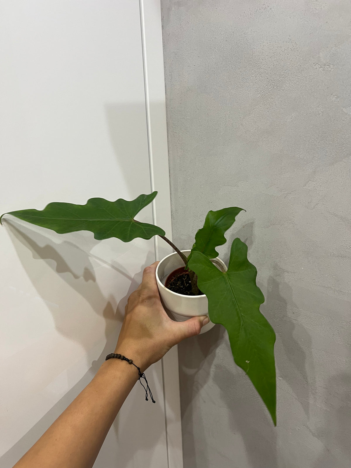 Alocasia Boa