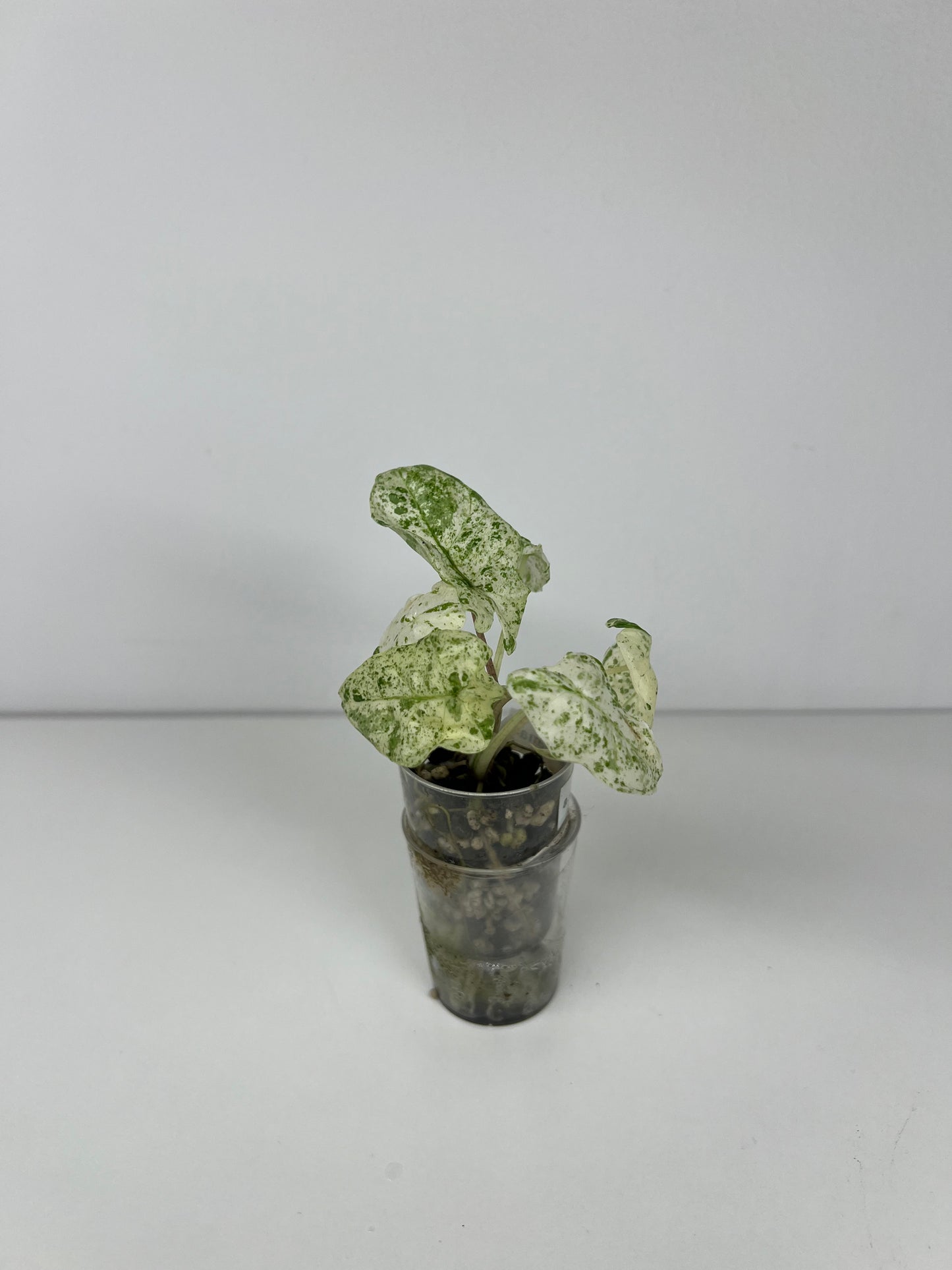 Alocasia micholitziana