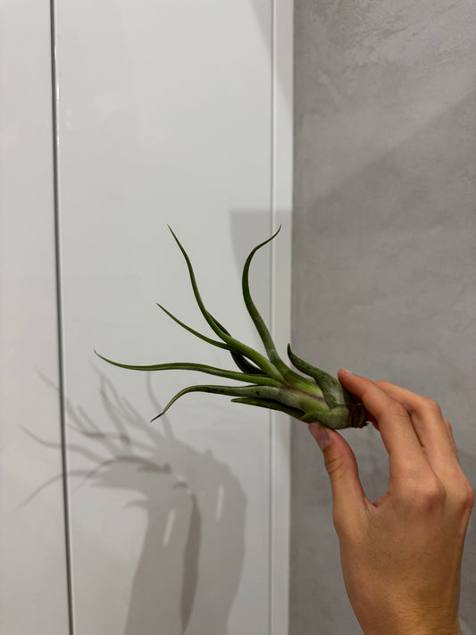 Tillandsia medusae