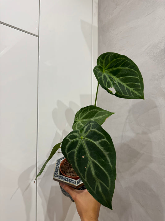 Anthurium magnificum 2