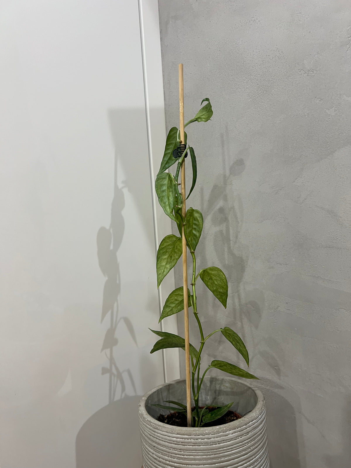 Epipremnum pinnatum yellow mint variegated