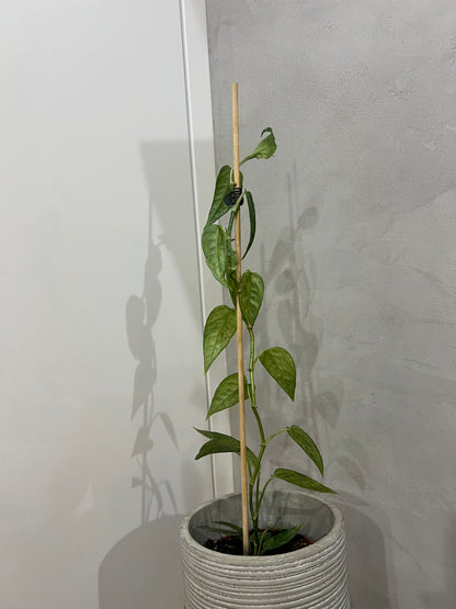 Epipremnum pinnatum yellow mint variegated