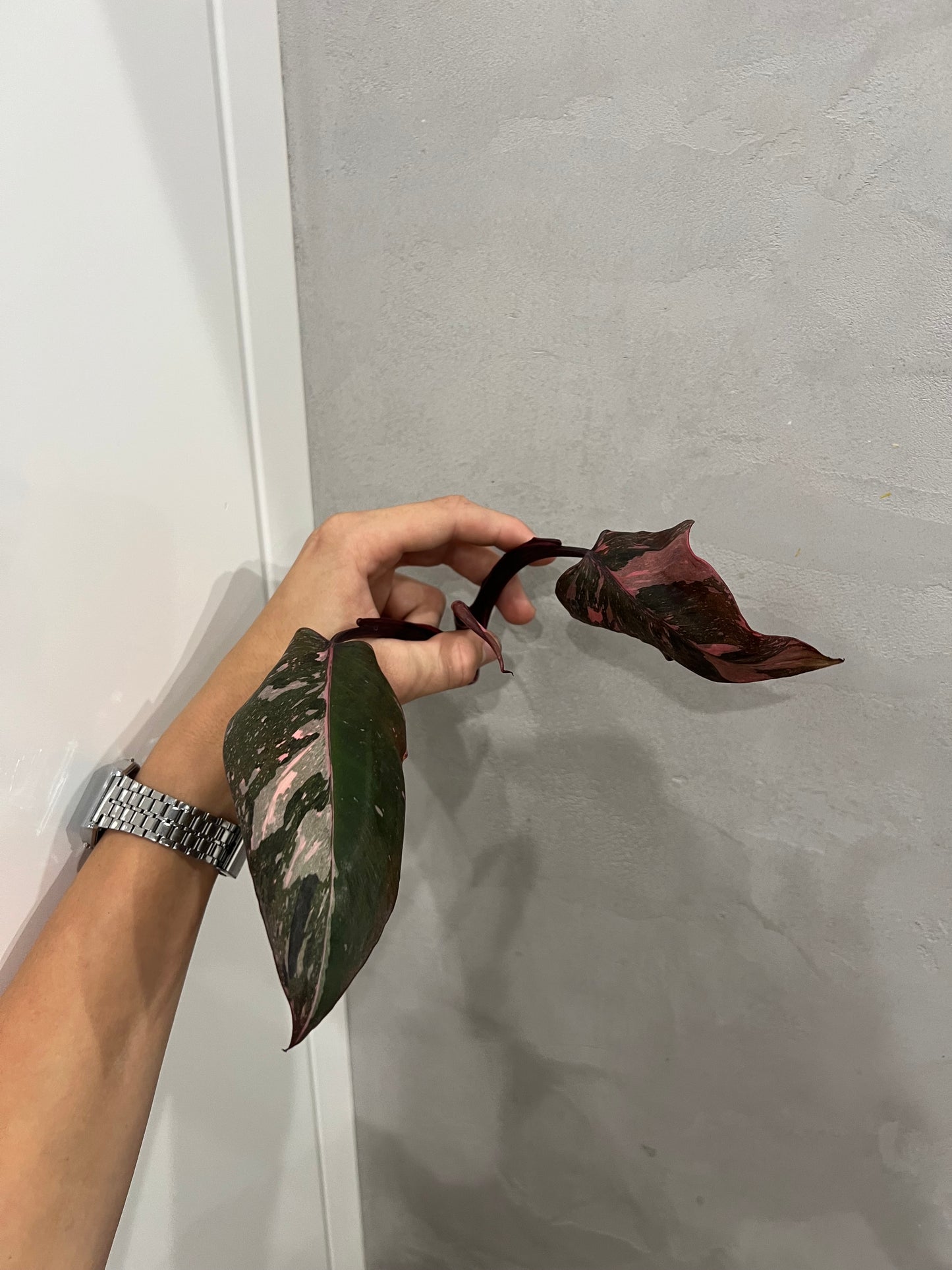 Philodendron pink princes