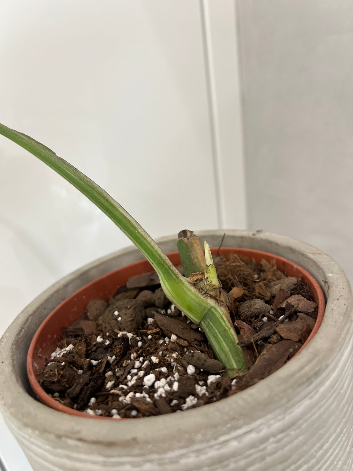 Monstra albo variegated