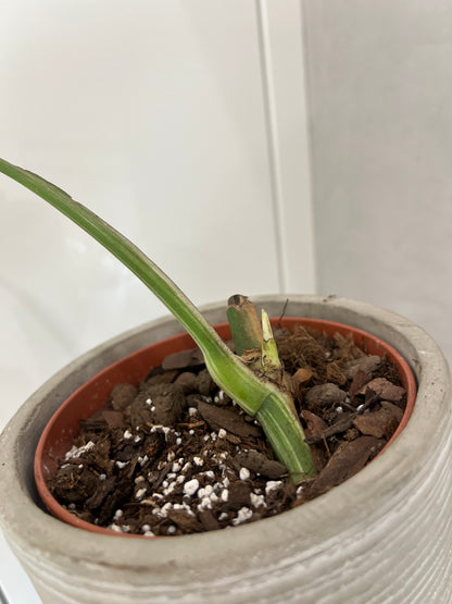 Monstra albo variegated