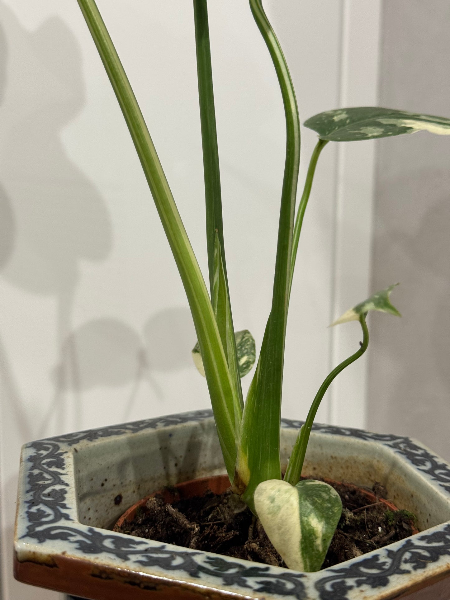 Monstera thai