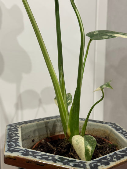 Monstera thai
