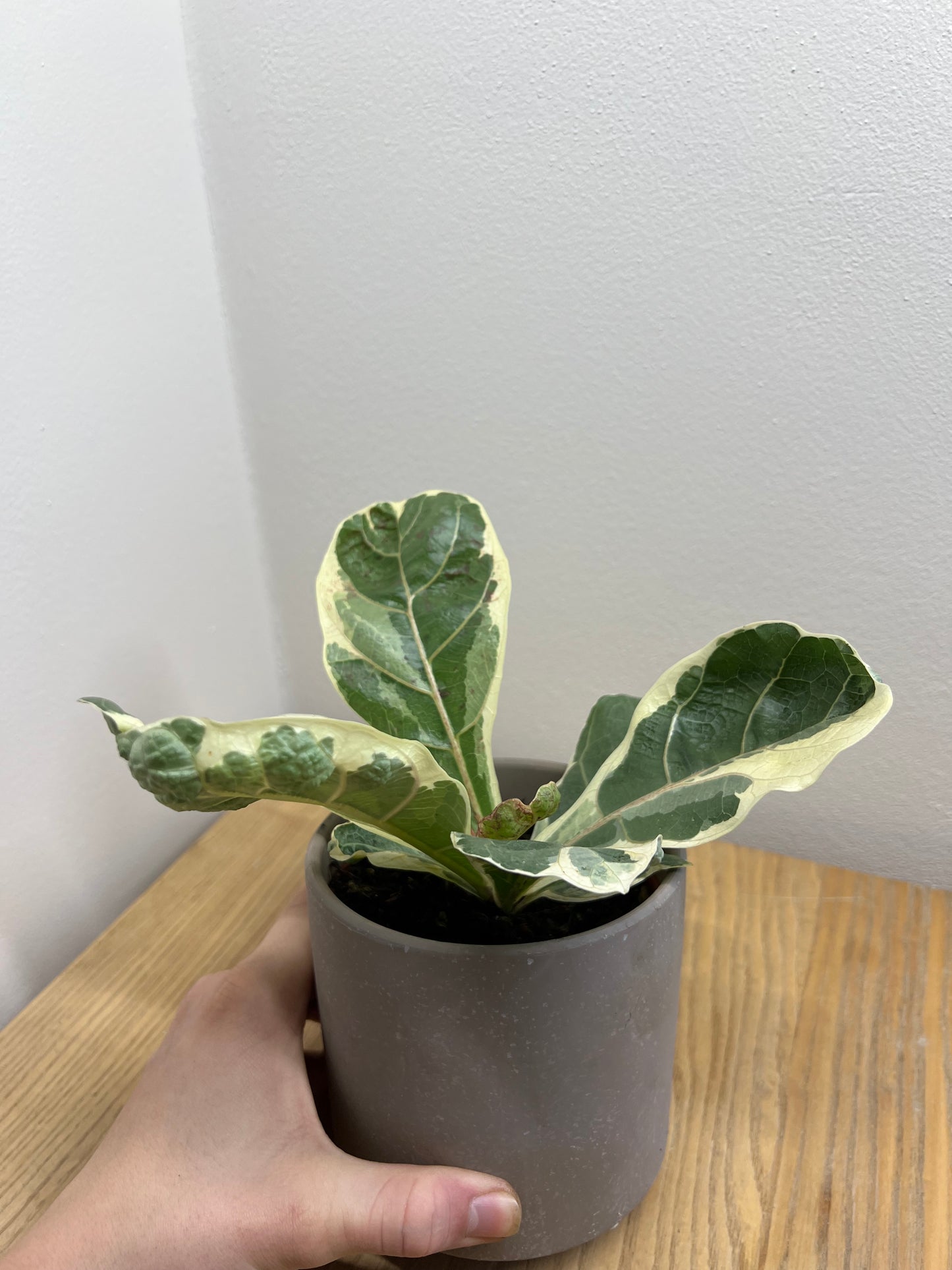 ficus lyrata variegated